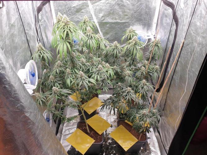 Lemonpaya Organic. Week 12 - day91