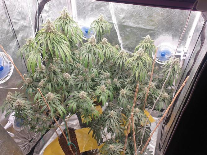 Lemonpaya Organic. Week 12 - day93