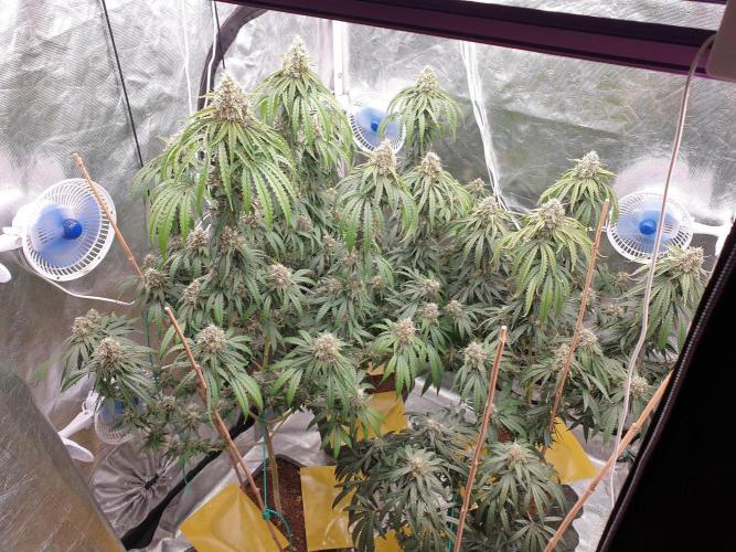 Lemonpaya Organic. Week 13 - day94