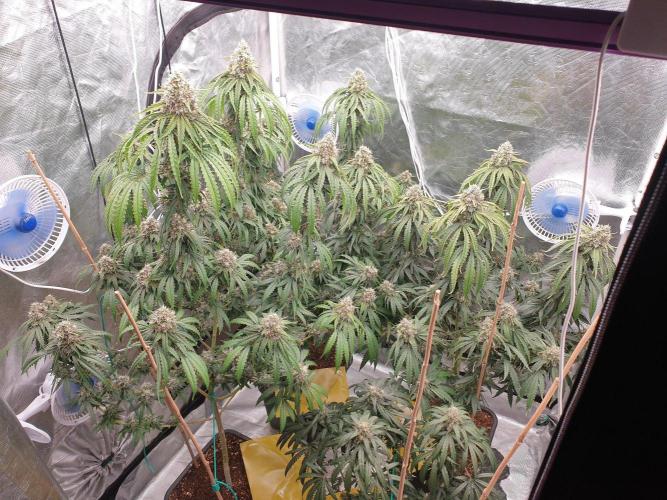 Lemonpaya Organic. Week 13 - day95