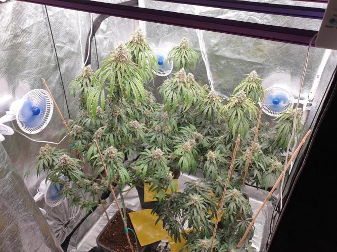 Lemonpaya. Week 13
