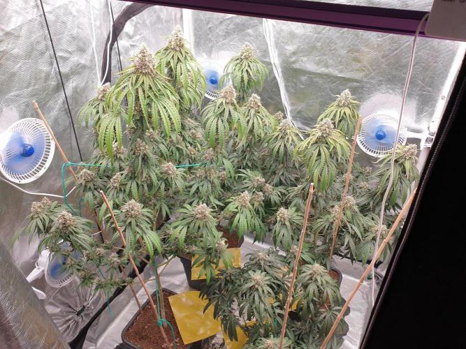 Lemonpaya Organic. Week 13 - day97