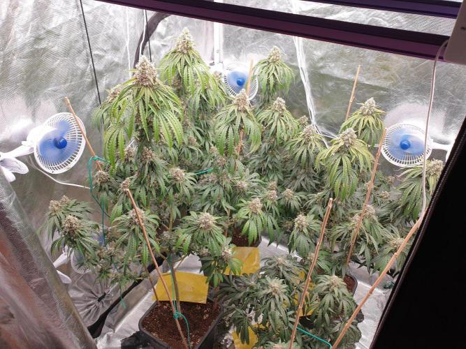 Lemonpaya Organic. Week 13 - day98