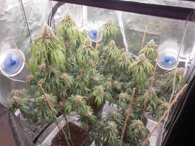 Lemonpaya Organic. Week 13 - day100