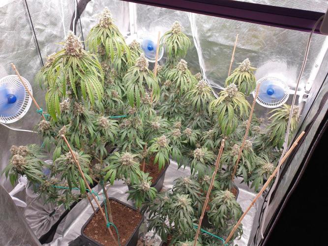 Lemonpaya Organic. Week 14 - day101
