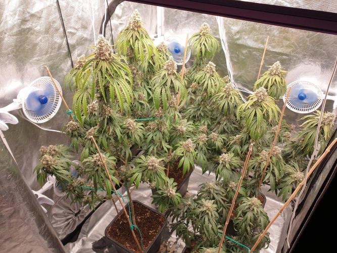 Lemonpaya Organic. Week 14 - day102