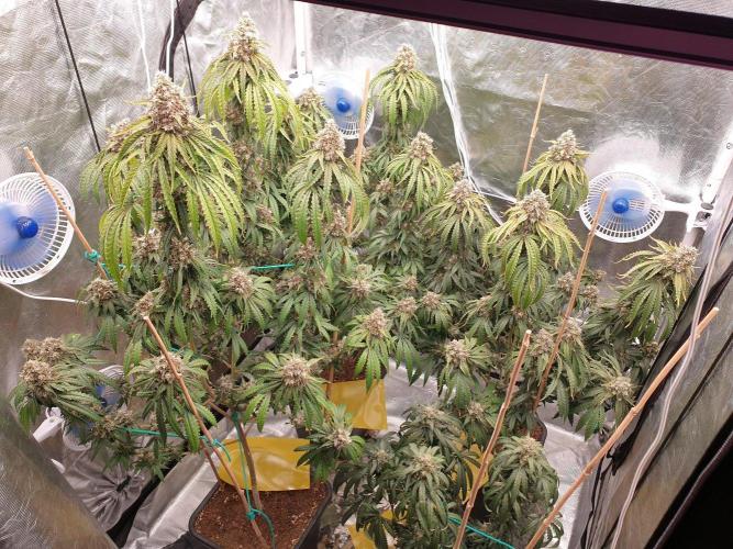 Lemonpaya Organic. Week 14 - day103
