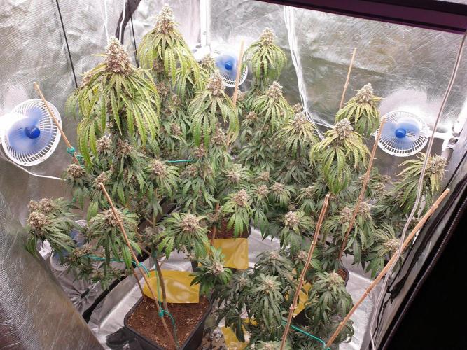Lemonpaya Organic. Week 14 - day104