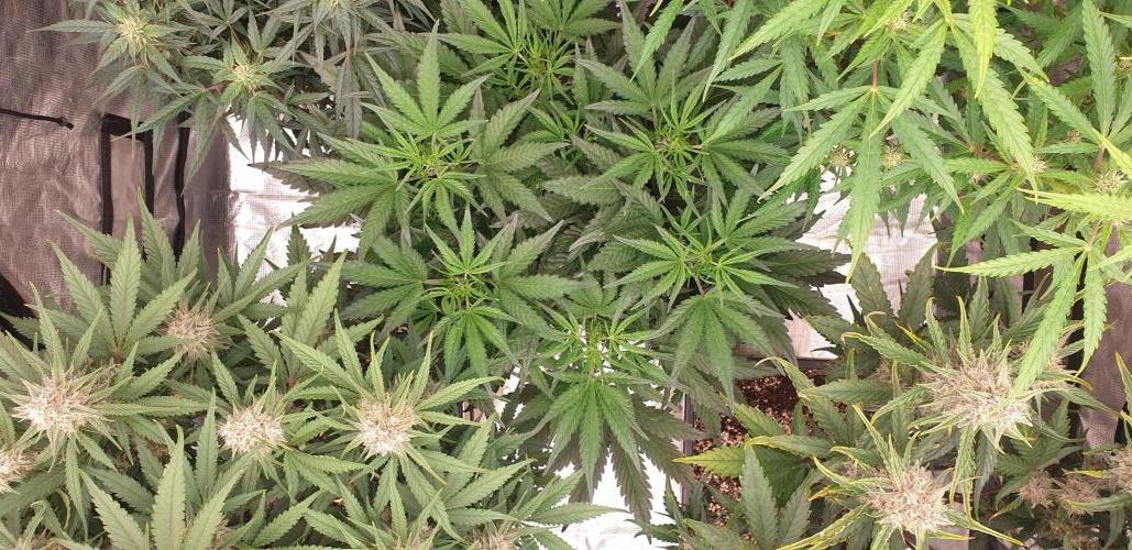 GreenPoisonRedGorillaGirl&GorillaCookies. Week 7 - day32