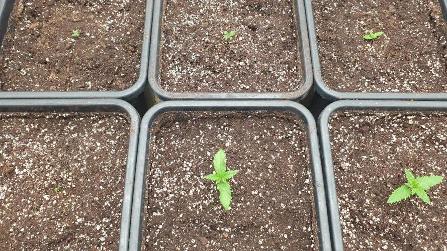 Green Poison & Red Gorilla Girl. Week 1 - day4