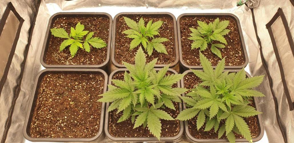 Green Poison & Red Gorilla Girl. Week 3 - day15