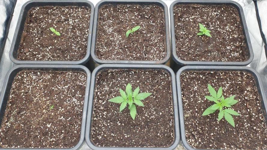 Green Poison & Red Gorilla Girl. Week 1 - day7