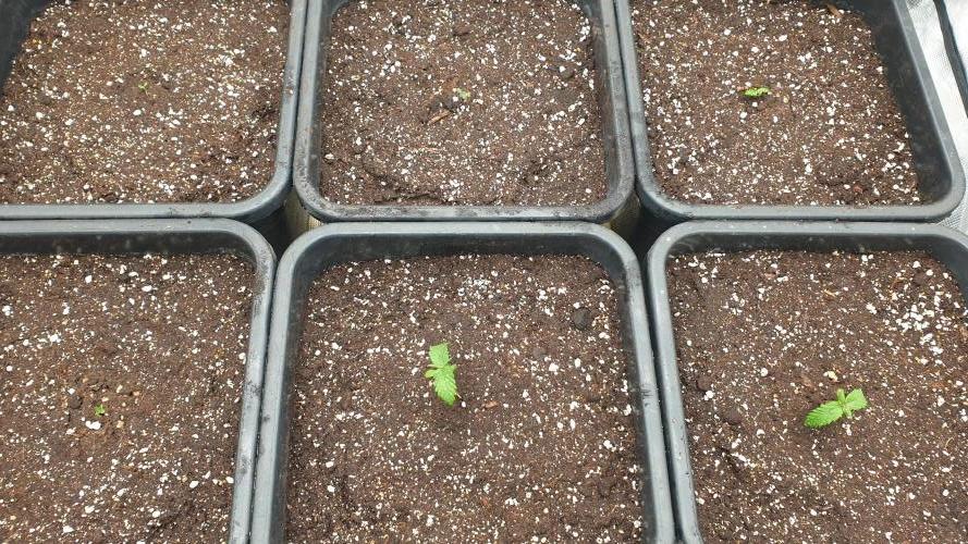 Green Poison & Red Gorilla Girl. Week 1 - day2