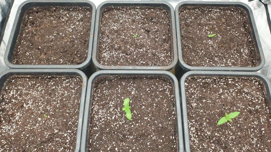 Green Poison & Red Gorilla Girl. Week 1 - day3