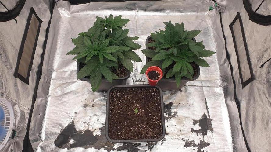 Tropicana Poison & Critical Auto Organic. Week 2 - day13