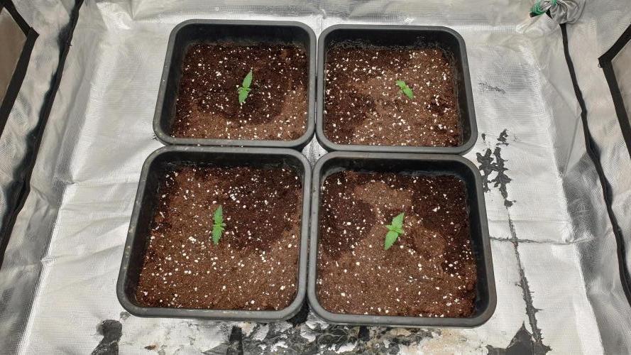Jet Fuel Mandarine & Studio 54 Organic. Week 1 - day11