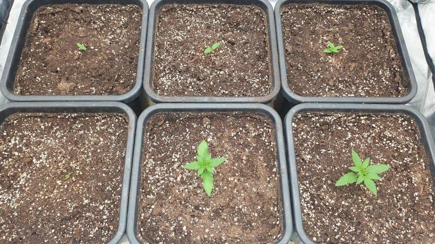 Green Poison & Red Gorilla Girl. Week 1 - day5