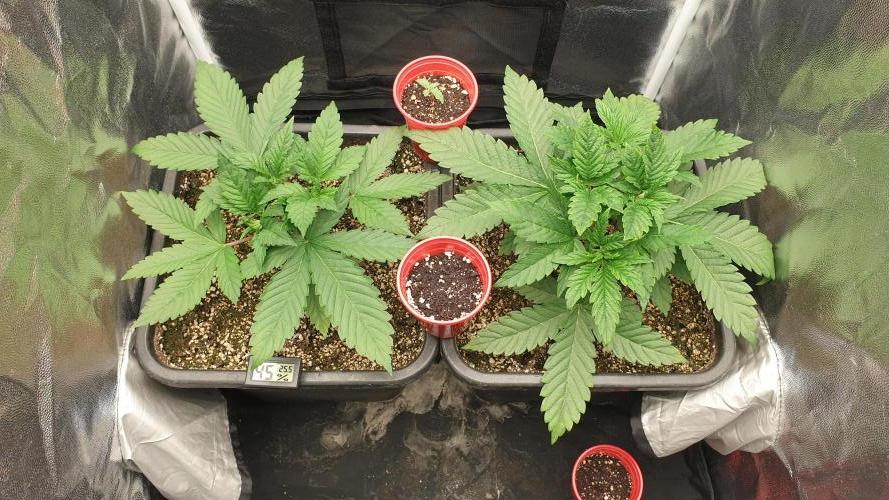 Tropicana Poison & Critical Auto Organic. Week 2 - day9