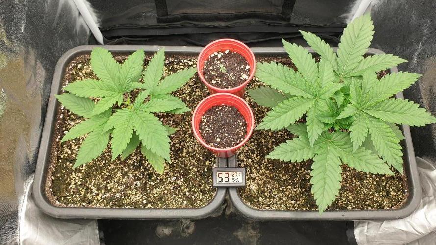 Tropicana Poison & Critical Auto Organic. Week 1 - day6