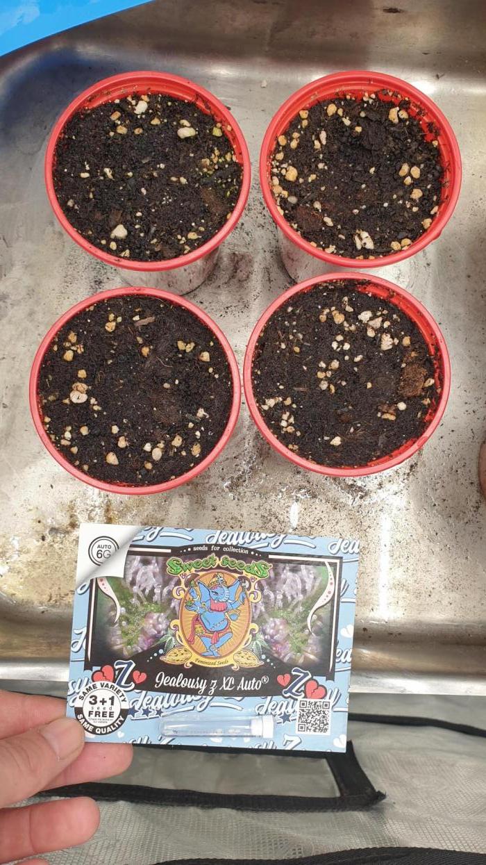 SweetSeeds Jealousy Z XL Auto. Week 0