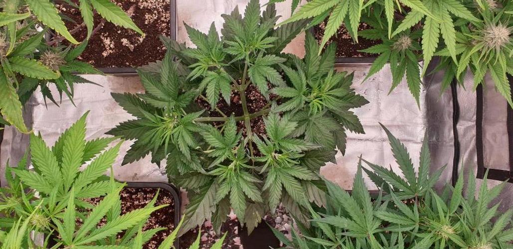 GreenPoisonRedGorillaGirl&GorillaCookies. Week 6 - day25