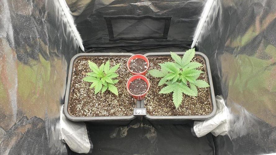 Tropicana Poison & Critical Auto Organic. Week 1 - day3