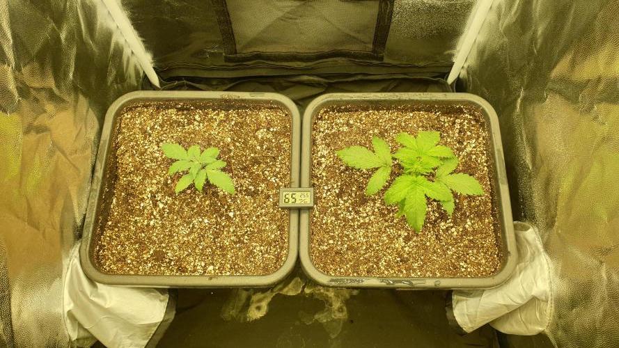 Tropicana Poison & Critical Auto Organic. Week 1 - day0
