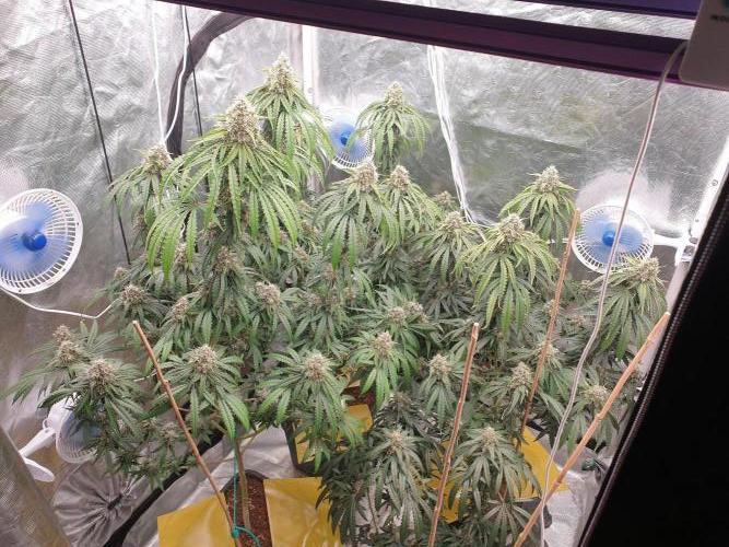 Lemonpaya Organic. Week 12 - day92