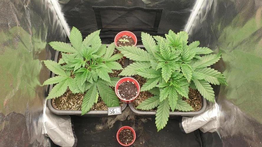 Tropicana Poison & Critical Auto Organic. Week 2 - day10