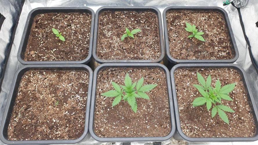 Green Poison & Red Gorilla Girl. Week 2 - day9