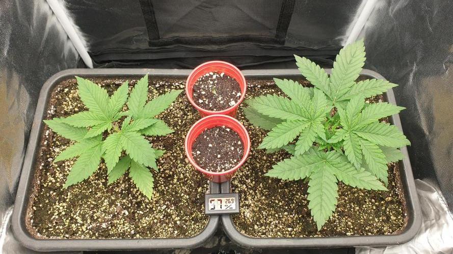 Tropicana Poison & Critical Auto Organic. Week 1 - day5