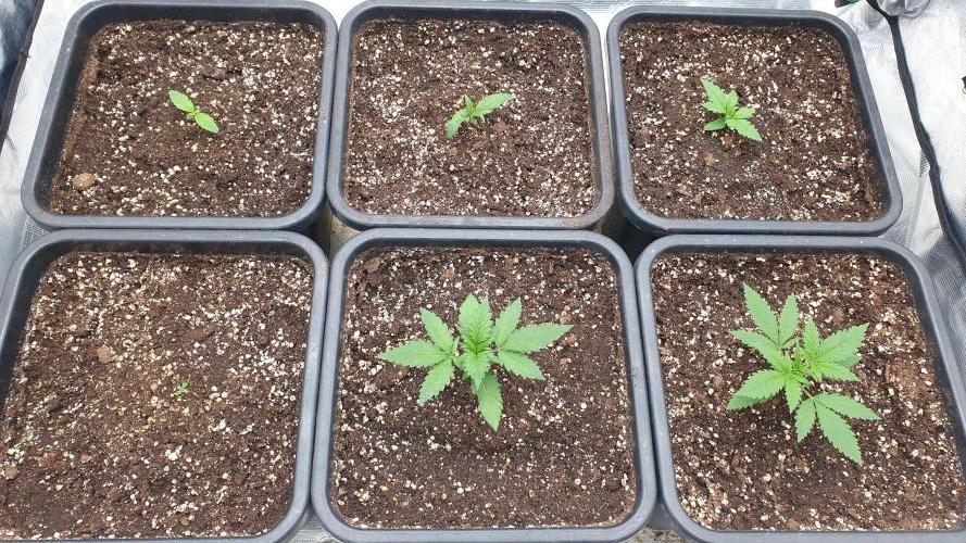 Green Poison & Red Gorilla Girl. Week 2 - day8