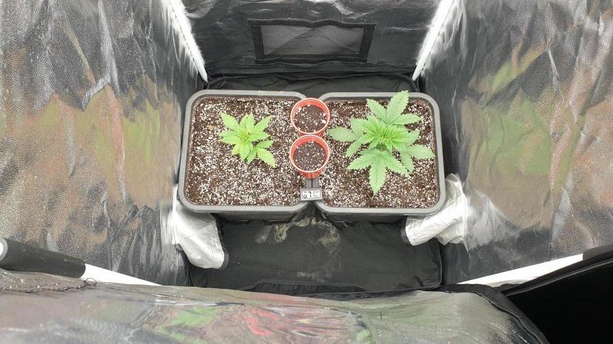 Tropicana Poison & Critical Auto Organic. Week 1 - day2