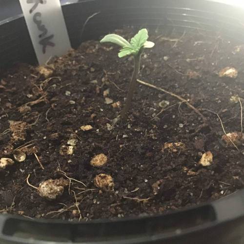 Chunky skunk sf1000 test. Week 1 - Day 6