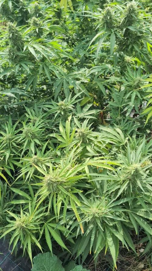 [2025] The FIELD BEASTs - Chapter#2