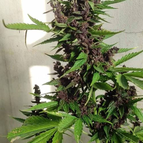 Dutch Passion Comp. 2023 - #OUTDOORGANG