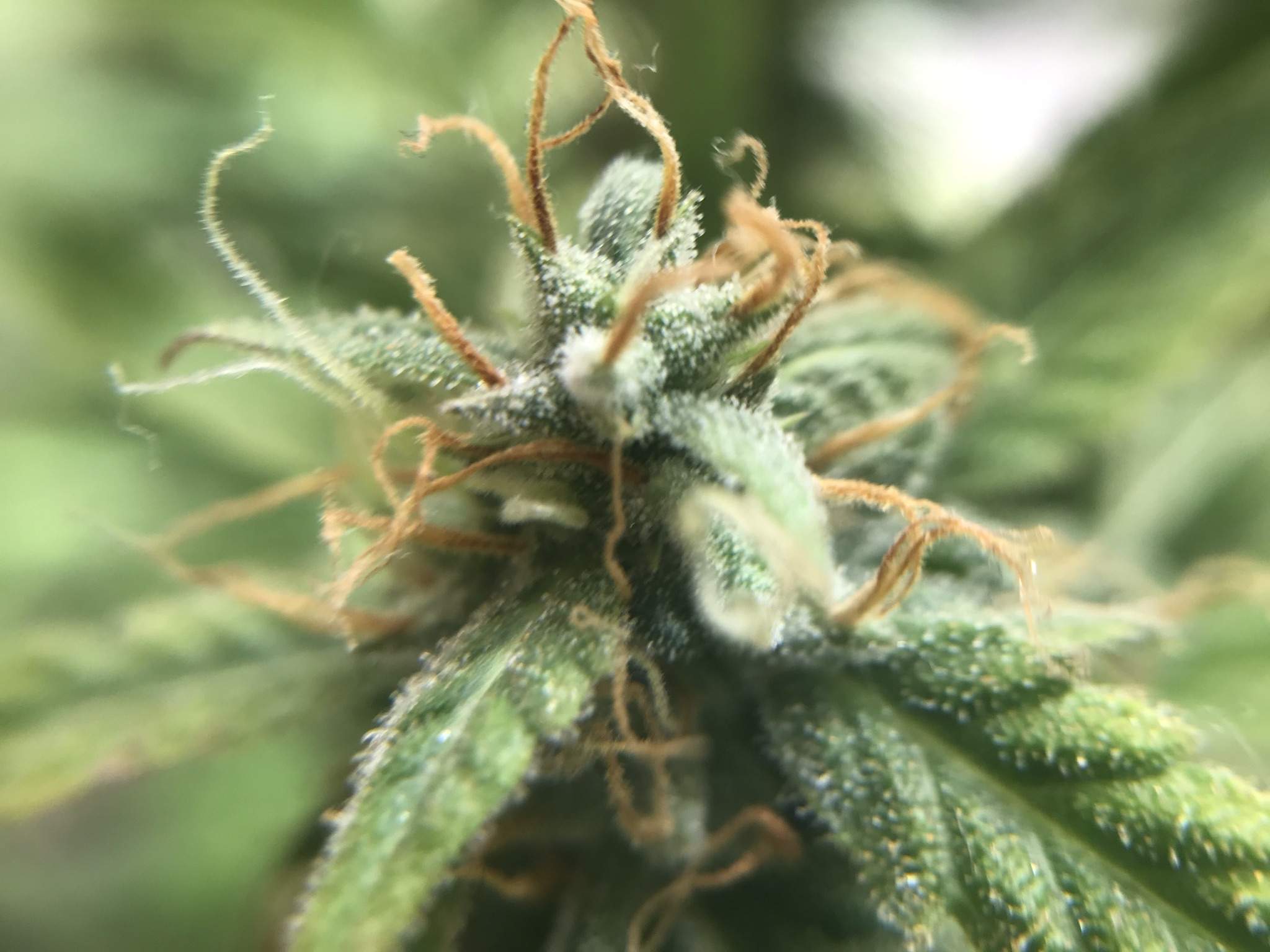 Royal Queen Seeds Blue Cheese Automatic grow diary (journal) week10 by