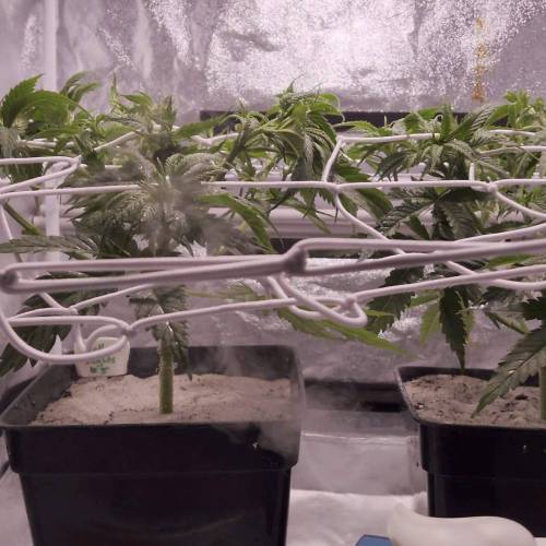 Northern lights #5xhaze 