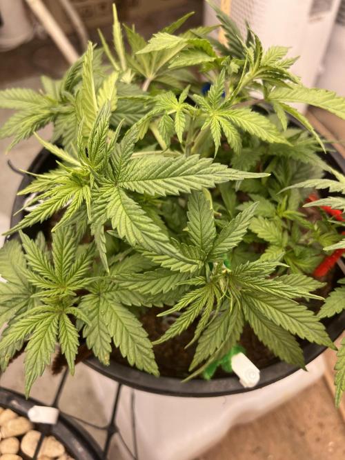Stevos home grown. Week 3 - A few brown dots on the leavers that’s my fault water drops 