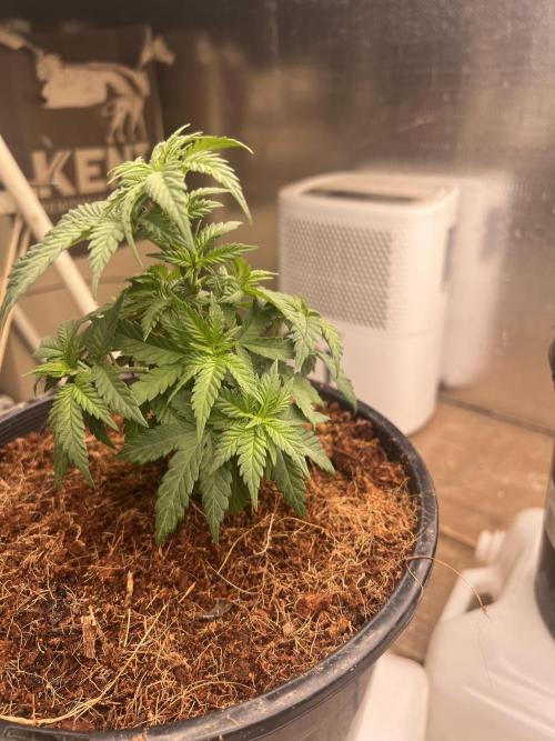Stevos home grown. Week 3
