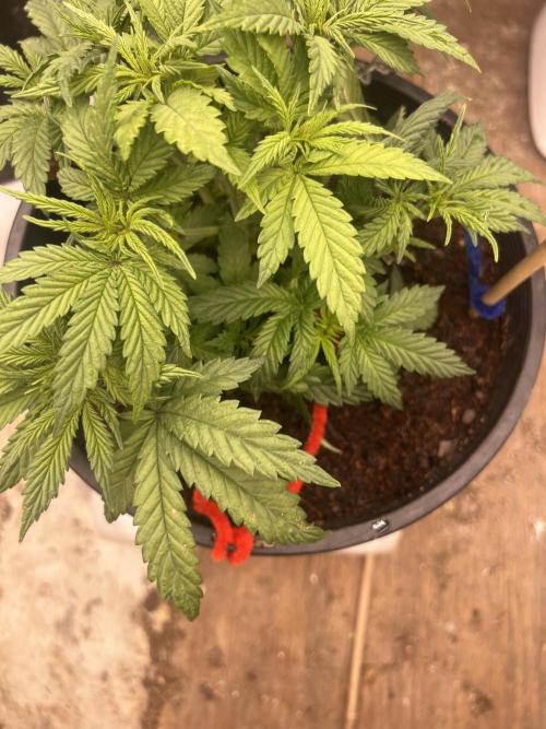 Stevos home grown. Week 3