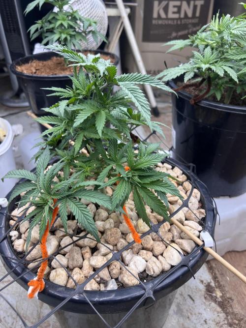 LSD-Feminsed. Week 3