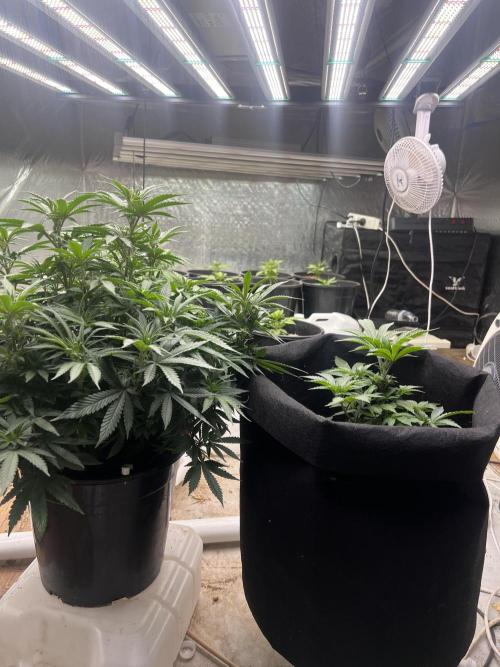 Stevos home grown. Week 5 - About time to transfer into pot bags