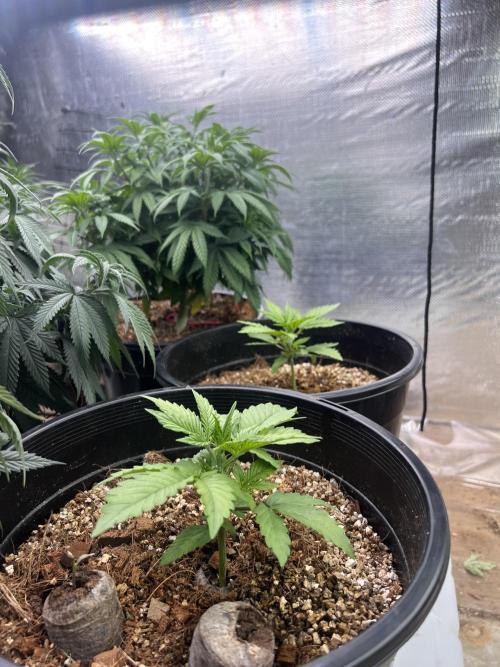 Stevos home grown. Week 5 - 14 days auto 