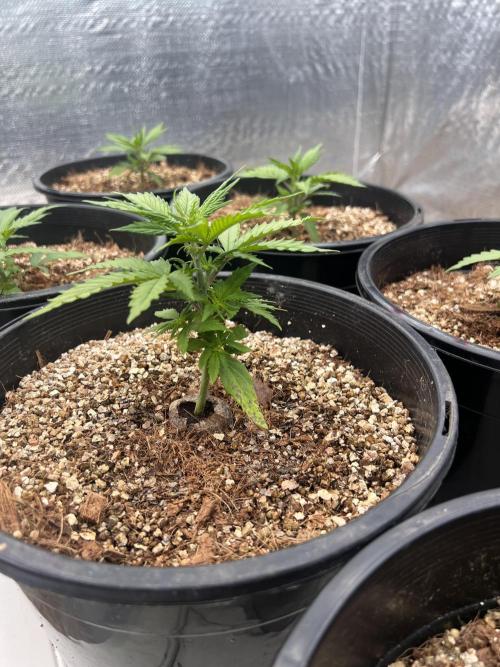 Stevos home grown. Week 5 - Auto gg4
