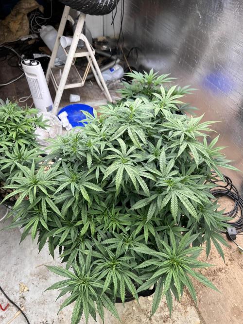 LSD-Feminsed. Week 6