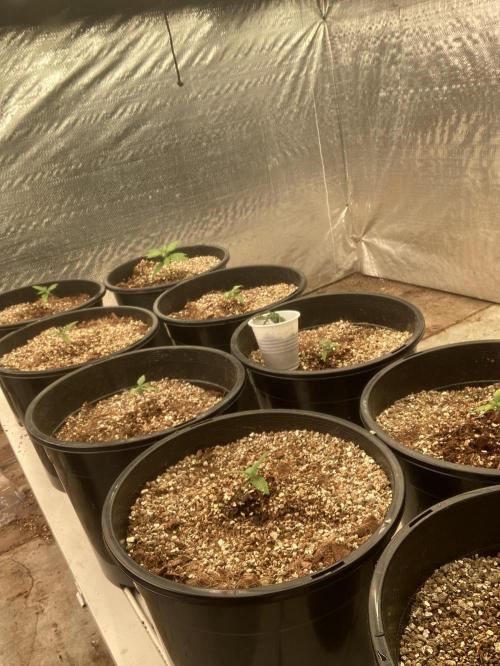 Autoflower. Week 4 - 1 week
