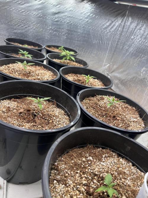 Autoflower. Week 4 - 1 1/2