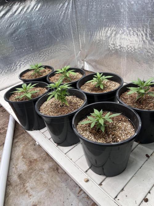 Autoflower. Week 4 - 2