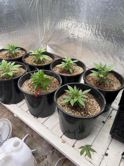 Autoflower. Week 4 - 21/2